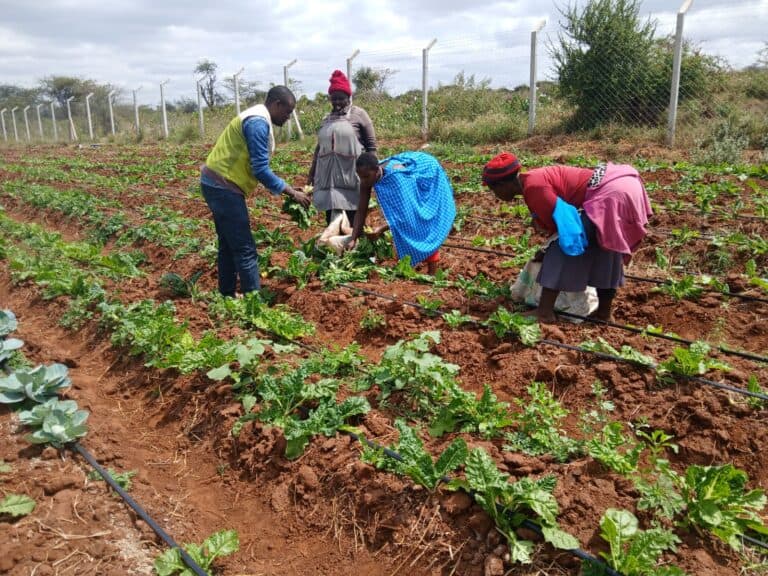 Farmers tending crops on irrigated farmland